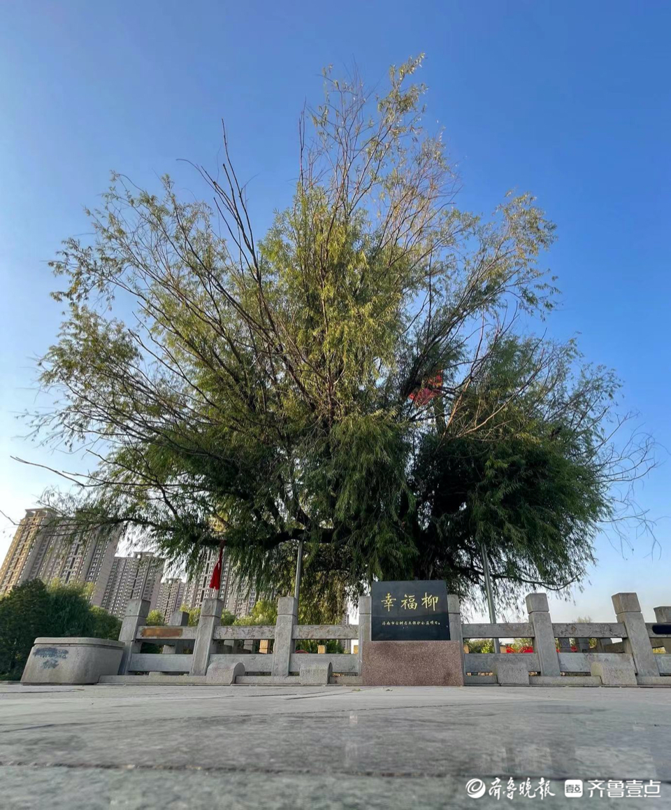 国庆影吧|航拍幸福柳广场-齐鲁晚报·齐鲁壹点