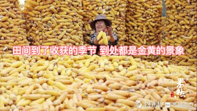 果然视频|国庆色彩之丰收黄