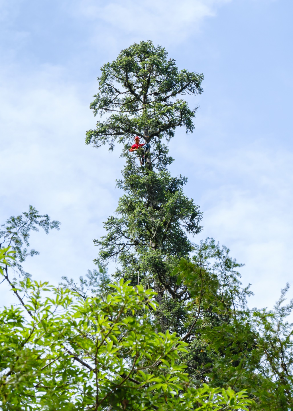 834米!中国第一高树云南黄果冷杉完成测量,巨树等身照发布