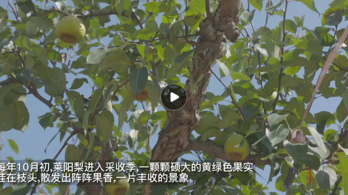 瞰烟台盼丰收|百年梨树硕果累累！探访莱阳梨乡丰收季