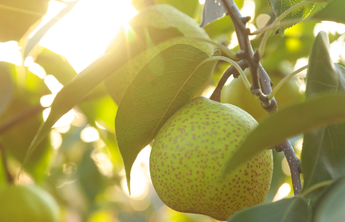 鲜美烟台，仙果飘香！齐鲁壹点为你盘点烟台特色水果