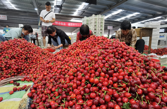 烟台大樱桃：55.96亿元背后的那片“樱桃红”