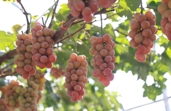 “智慧”葡萄园结出“金果果”，烟台葡萄产区设施栽培助果农增收