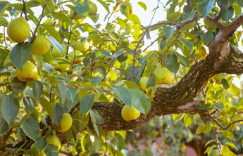 梨乡莱阳：400岁古梨树焕发新生机