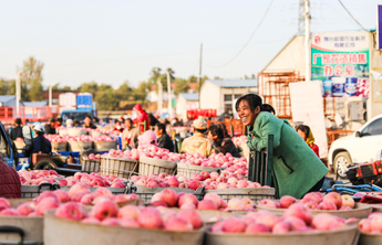 水果天堂，令人向往！“烟台仙果”竞飘香