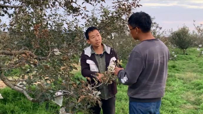 果然视频|中科院硕士毕业回烟台当果农，生态种植改造老果园