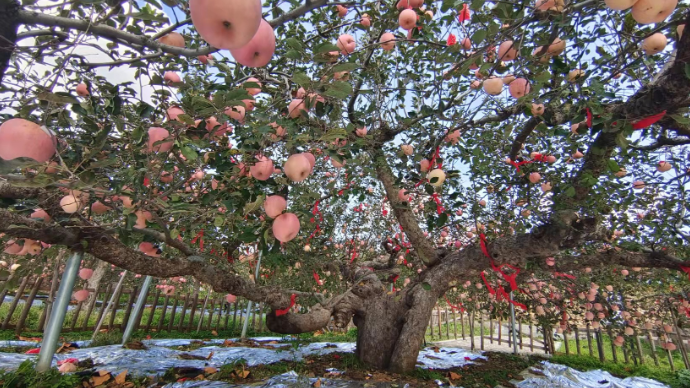 壹直播|金秋时节，探访中国最“年长”苹果树，已138岁高龄