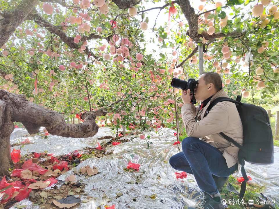 壹点图集|苹果界“老祖宗”138岁！引省内主流媒体来烟台打卡