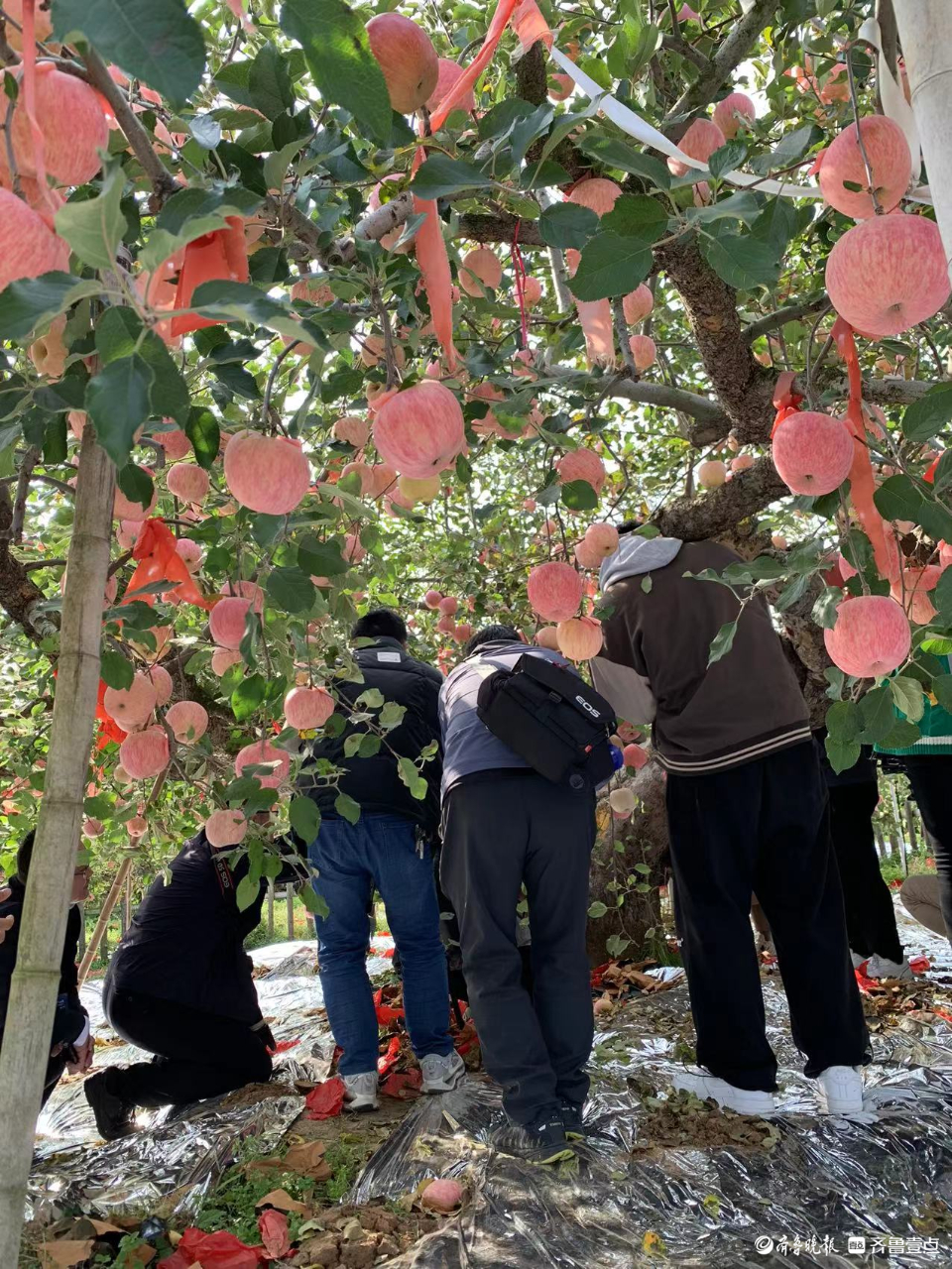 壹点图集|苹果界“老祖宗”138岁！引省内主流媒体来烟台打卡