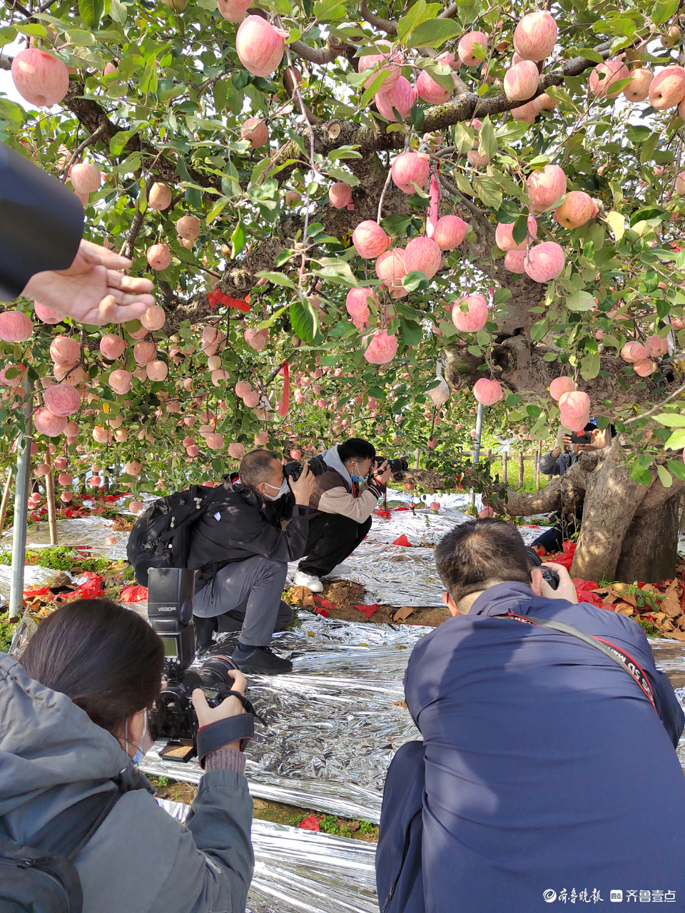 壹点图集|苹果界“老祖宗”138岁！引省内主流媒体来烟台打卡