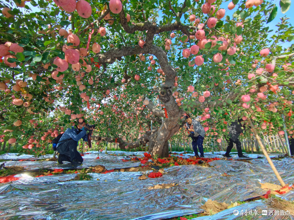 壹点图集|苹果界“老祖宗”138岁！引省内主流媒体来烟台打卡