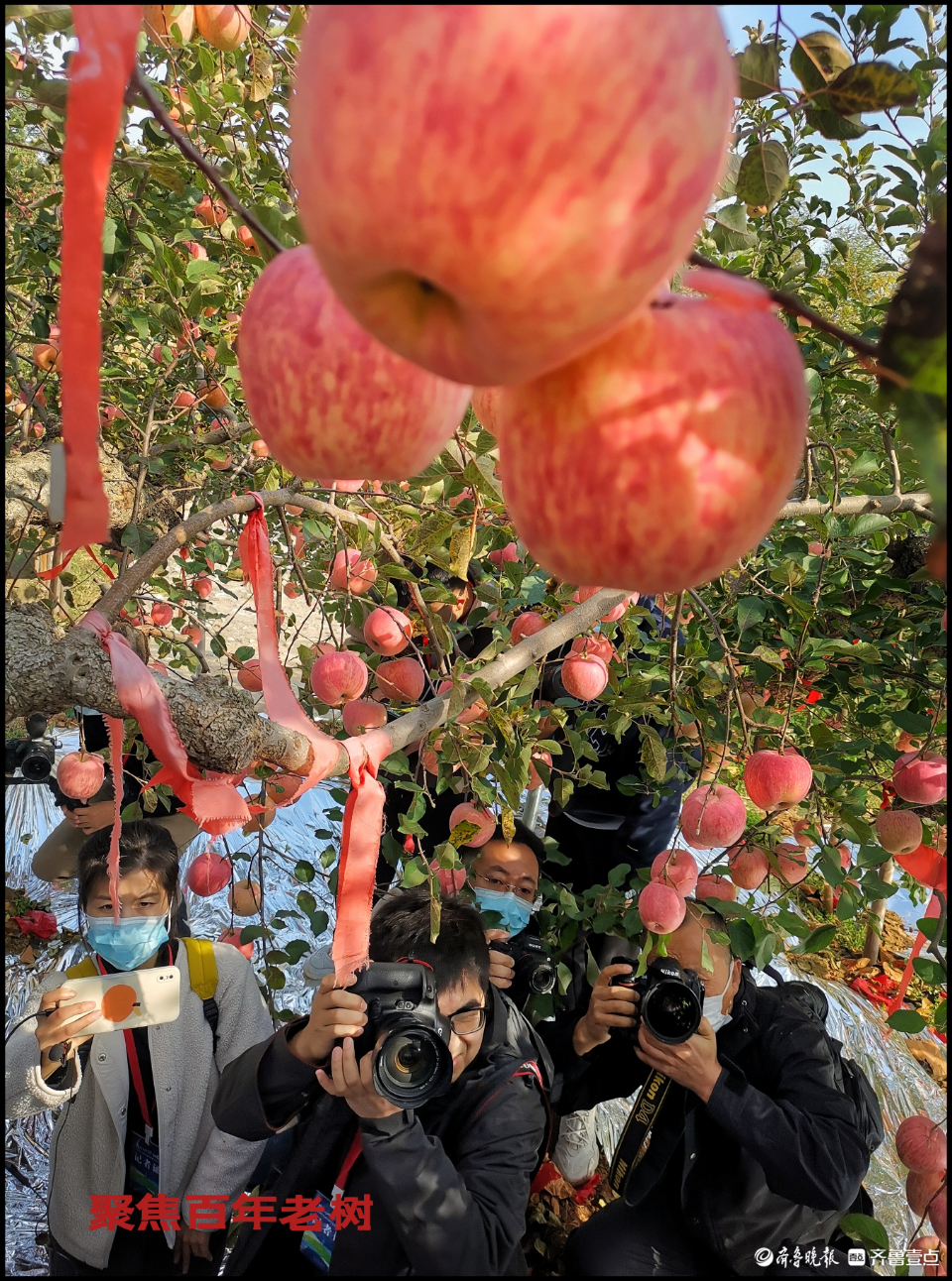 壹点图集|苹果界“老祖宗”138岁！引省内主流媒体来烟台打卡