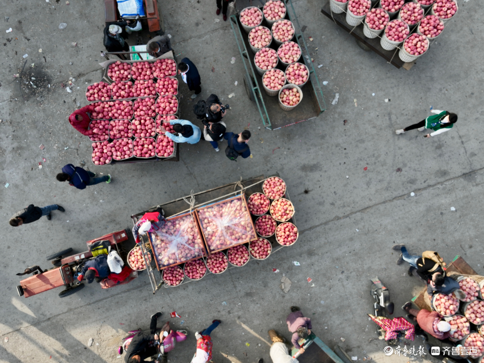 壹点图集|无人机航拍烟台栖霞苹果交易市场，果农“秀”出大苹果