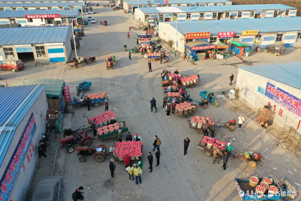 壹点图集|无人机航拍烟台栖霞苹果交易市场，果农“秀”出大苹果
