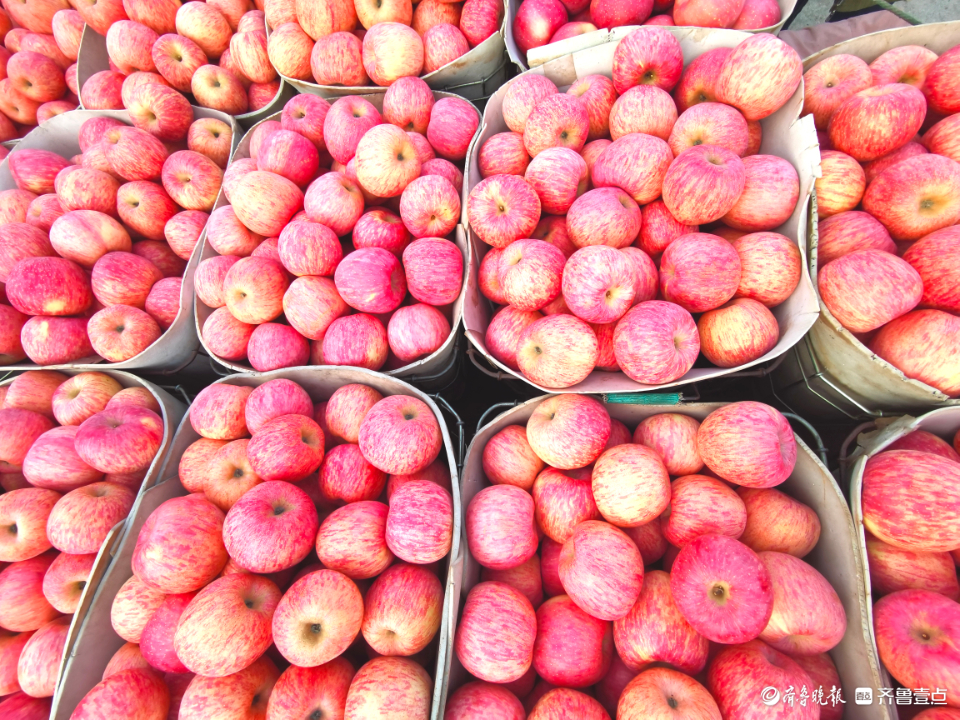 壹点图集|无人机航拍烟台栖霞苹果交易市场，果农“秀”出大苹果