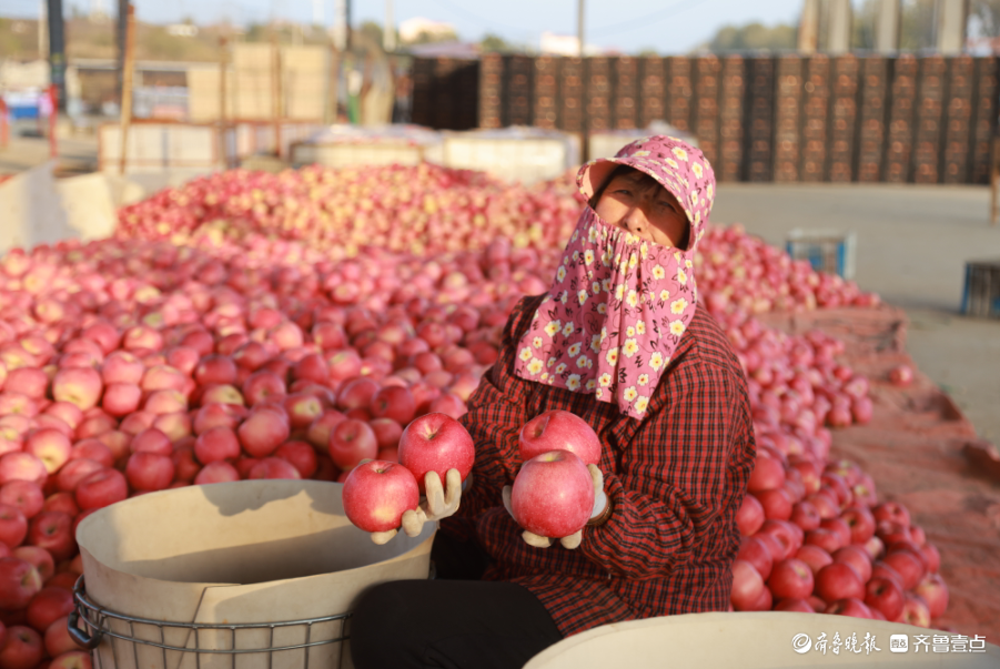 壹点图集|无人机航拍烟台栖霞苹果交易市场，果农“秀”出大苹果