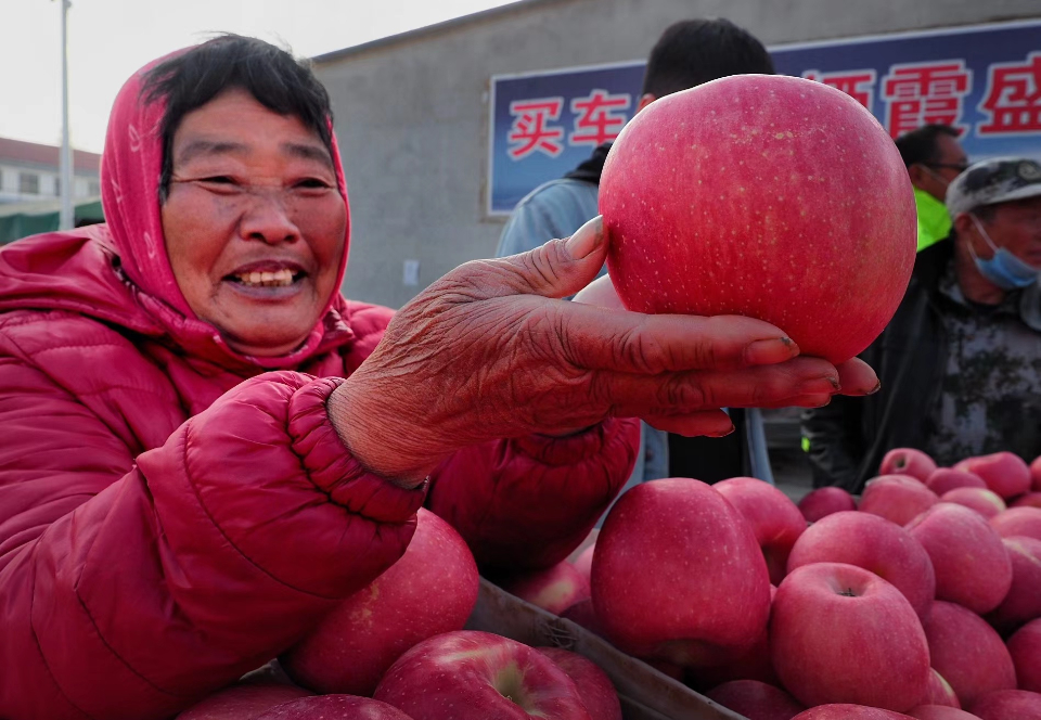 壹点图集|黝黑的脸，烟台的甜
