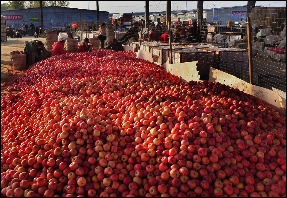壹点图集|黝黑的脸，烟台的甜