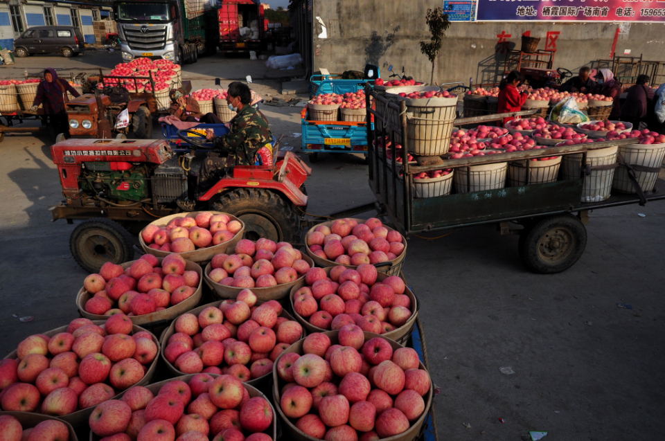 壹点图集|黝黑的脸，烟台的甜