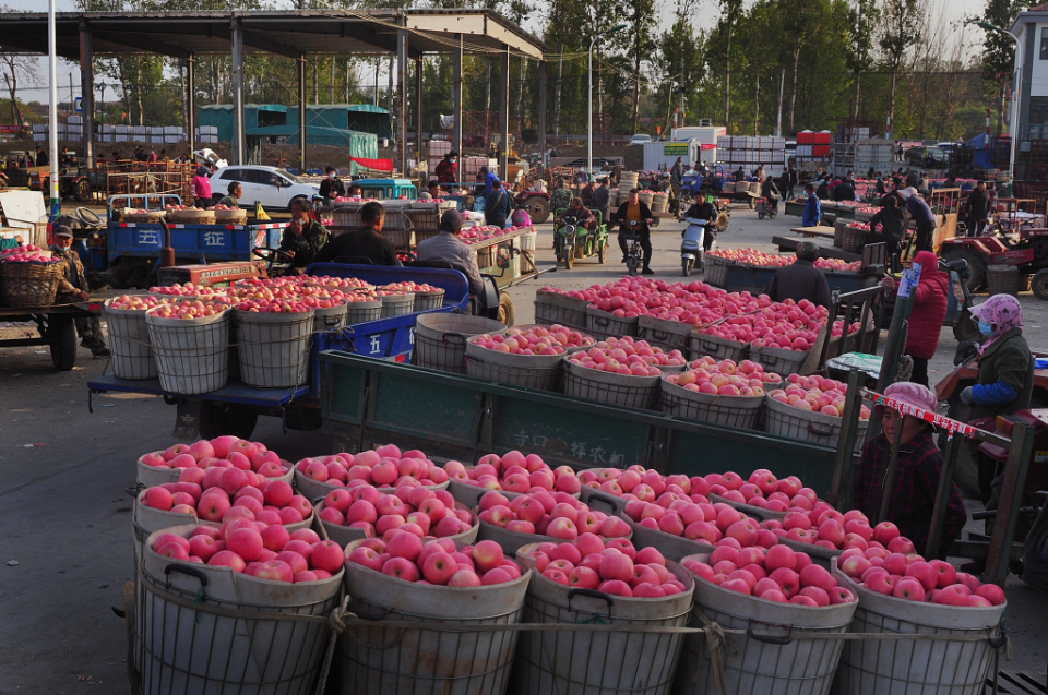 壹点图集|黝黑的脸，烟台的甜