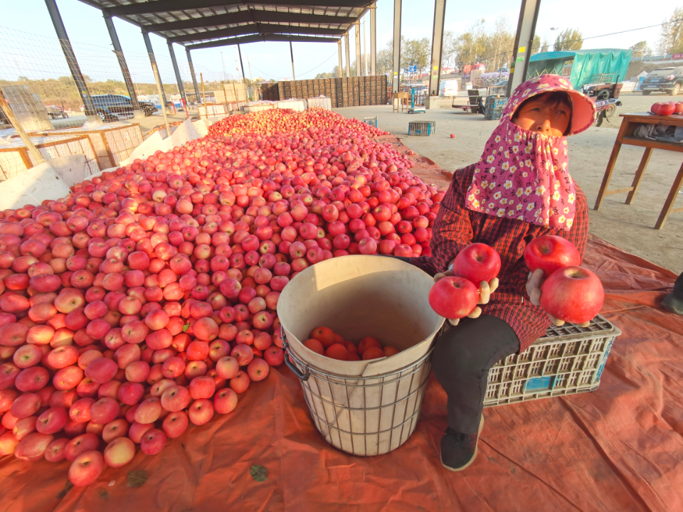 壹点图集|黝黑的脸，烟台的甜