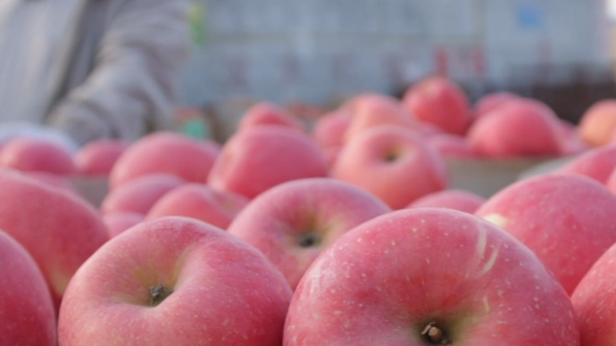 果然视频 | 走进寺口镇苹果交易市场，今年的苹果个头大品质好