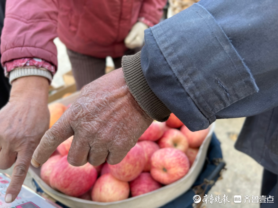 图集|茧越多，果越红