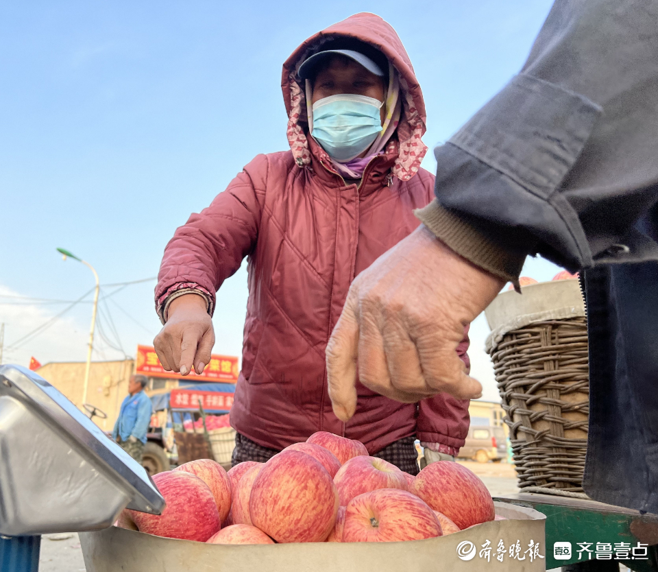 图集|茧越多，果越红