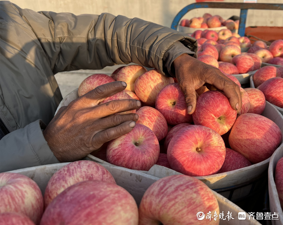 图集|茧越多，果越红