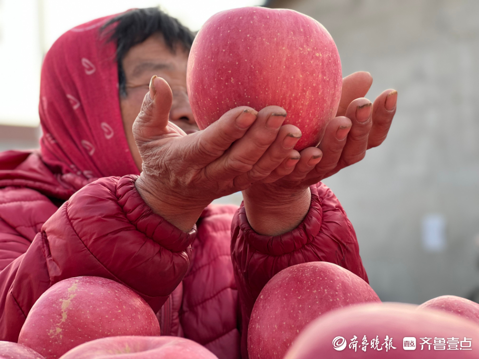 图集|茧越多，果越红