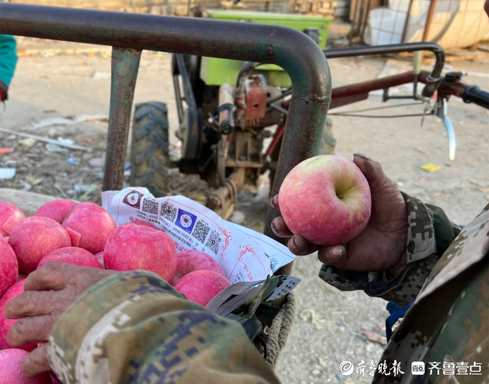 图集|茧越多，果越红