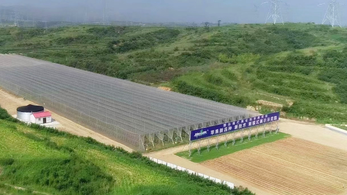 壹直播｜走进烟台海岸仙谷·苹果谷，探访现代化智慧果园