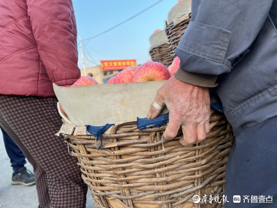 图集|茧越多，果越红