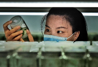 好苹果“种”出来！烟台打造苹果种业的“中国芯”