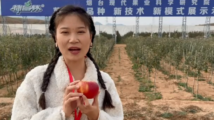果然视频|新品种新技术新模式！烟台苹果插上智慧翅膀