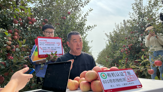 果然视频|吃个苹果等六年！听烟台老丁讲其中奥妙