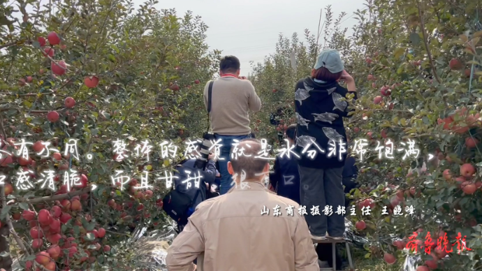 果然视频｜媒体眼中的烟台苹果：“最好吃的苹果在烟台”