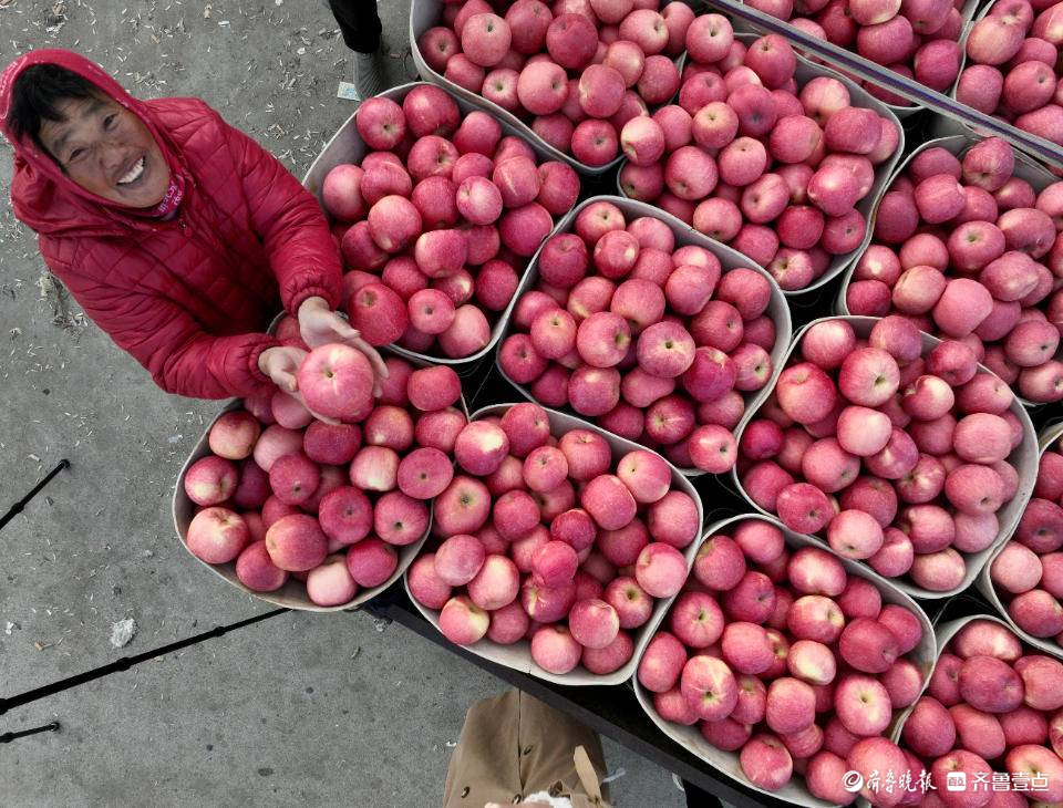 邂逅北纬37°仙果①天天向上的烟台苹果