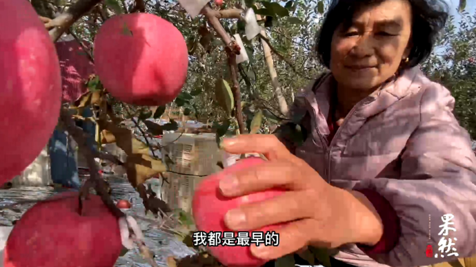 果然视频｜烟台67岁“苹果妈妈”：种果树就像带孩子