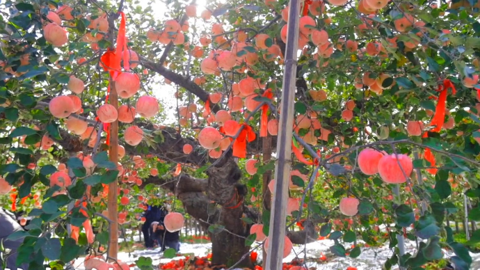 瞰烟台盼丰收|俯瞰大地硕果累累，烟台苹果令人大开眼界