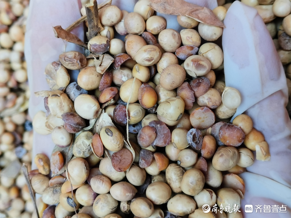 进口巴西大豆遭热损,外方承运人被判赔偿438万元-齐鲁晚报·齐鲁壹点