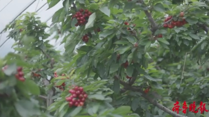 瞰烟台盼丰收|鲜美烟台，“仙”果飘香