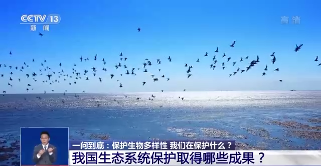 保护生物多样性,我国生态系统保护取得哪些成果?-齐鲁晚报·齐鲁壹点
