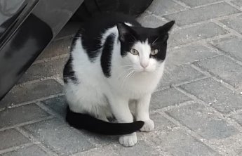 季语世界杯丨英格兰队从多哈带走一只猫?猫为何出镜率这么高