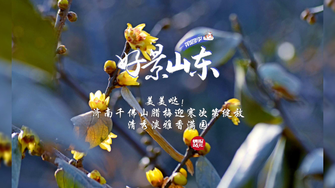 果然视频·好景山东|济南千佛山腊梅次第绽放，清秀淡雅香满园！
