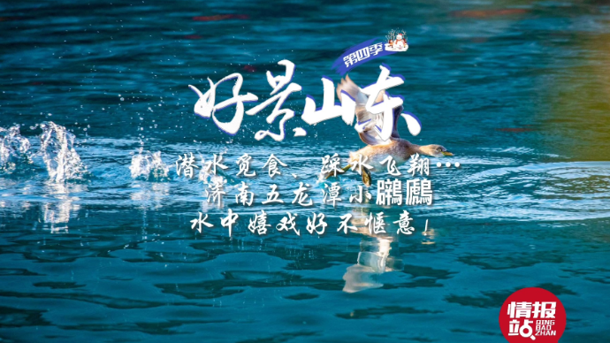 果然视频·好景山东|济南五龙潭小鸊鷉飞舞觅食，水中嬉戏好惬意