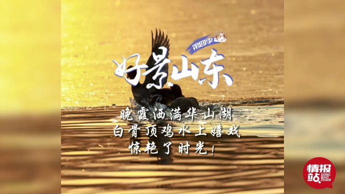 果然视频·好景山东|济南华山湖晚霞醉人！白骨顶鸡嬉戏别有意境