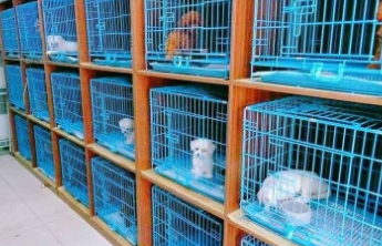 春节临近，济南宠物上门喂养迎来预定高峰！宠物经济正升温