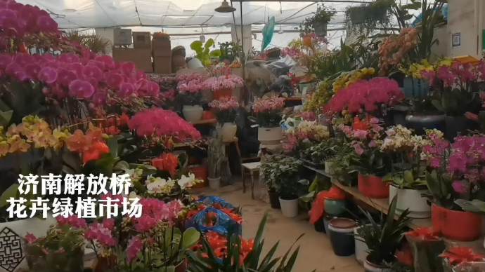 果然视频|姹紫嫣红，济南花卉市场年宵花争奇斗艳
