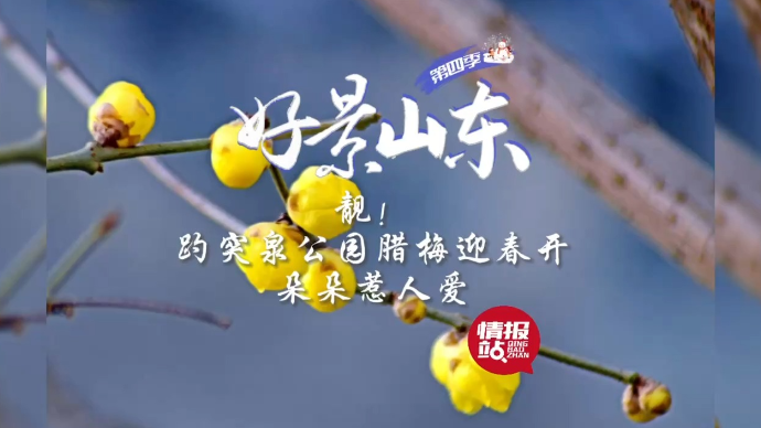 果然视频·好景山东|济南趵突泉公园腊梅悄然绽放，朵朵惹人爱